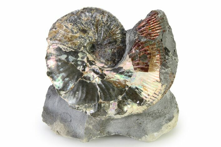 Iridescent Ammonite (Hoploscaphites) Fossil - Montana #316586